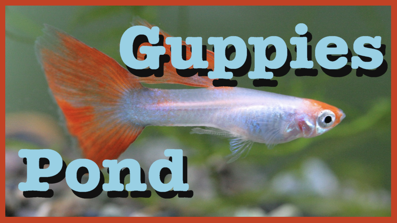 DIY Guppies Pond - The Aquarist Guide