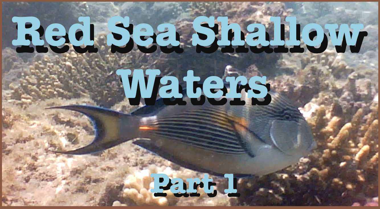 red-sea-shallow-waters-the-aquarist-guide