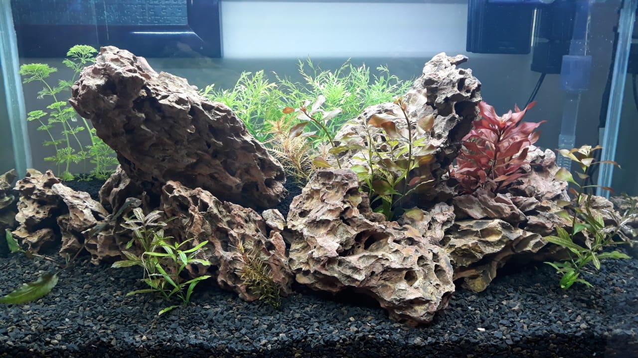 My 80cm Tank Update - The Aquarist Guide