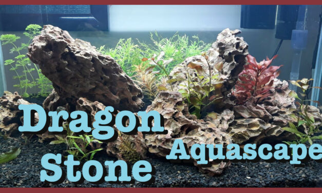 My 80cm Dragon Stone Aquascape