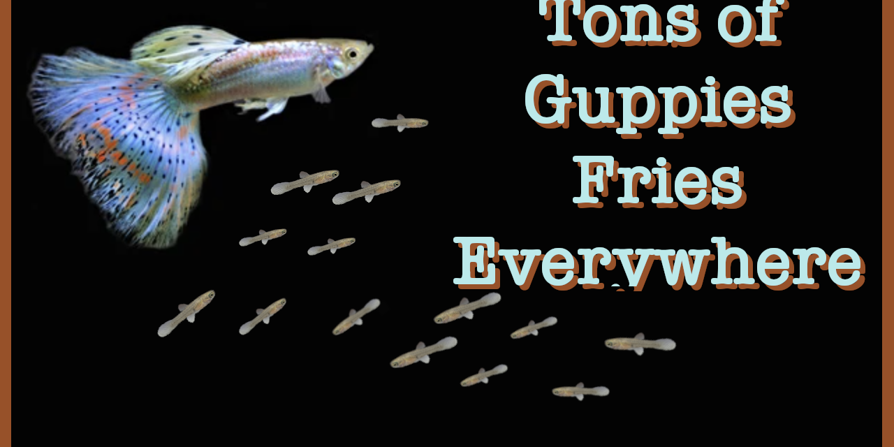 Tons of Guppies Fries
