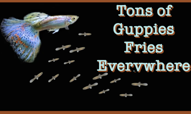 Tons of Guppies Fries