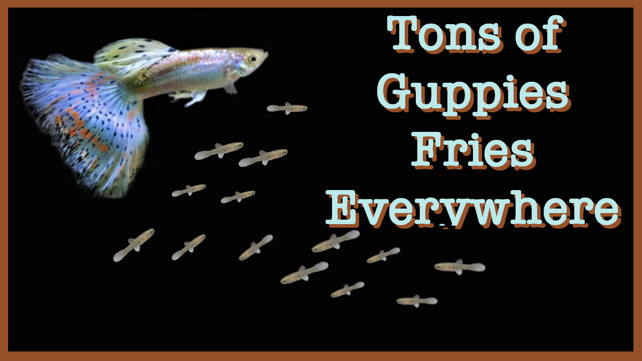 Tons of Guppies Fries The Aquarist Guide