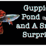 Guppies Pond Update and A Small Surprise