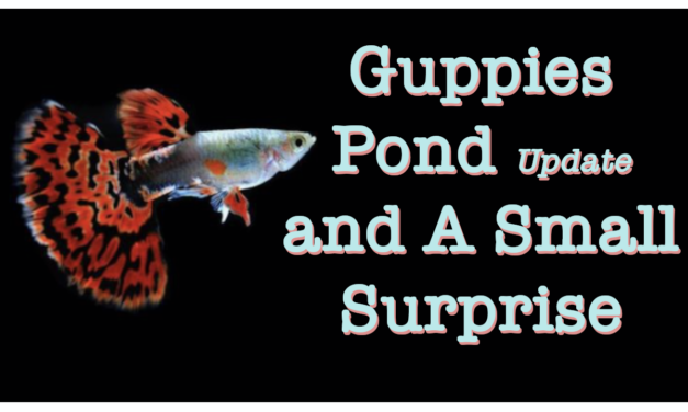 Guppies Pond Update and A Small Surprise