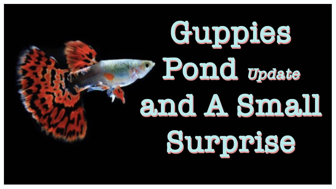 Guppies Pond Update and A Small Surprise The Aquarist Guide