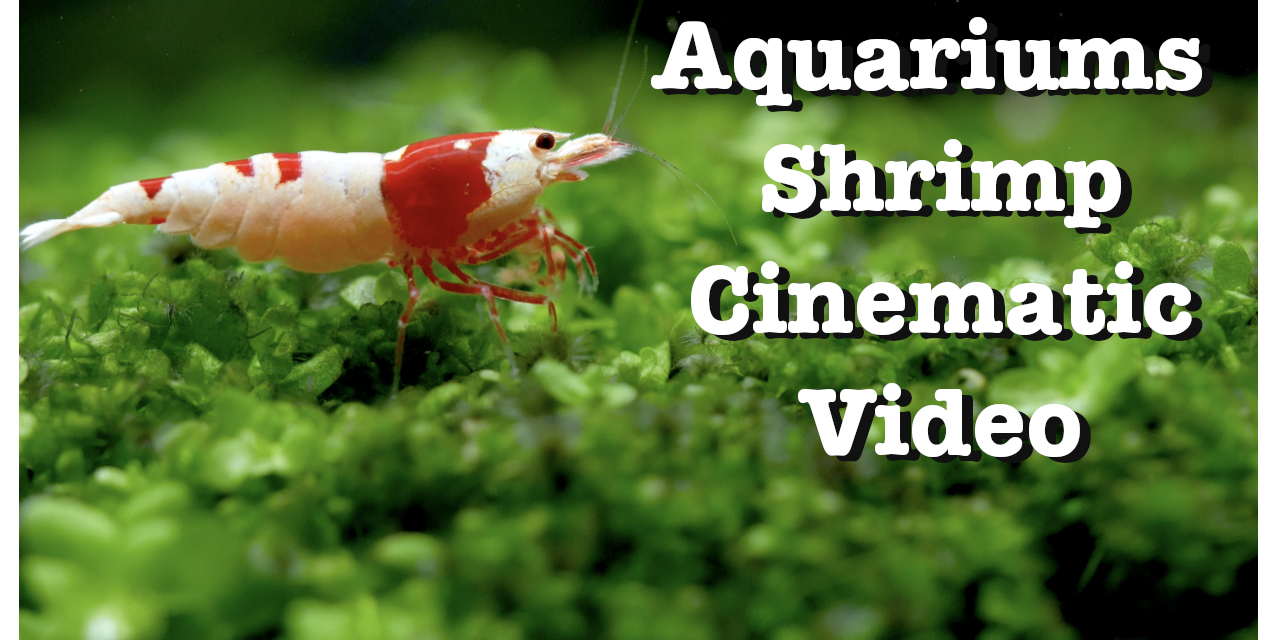 Shrimp Cinematic Video