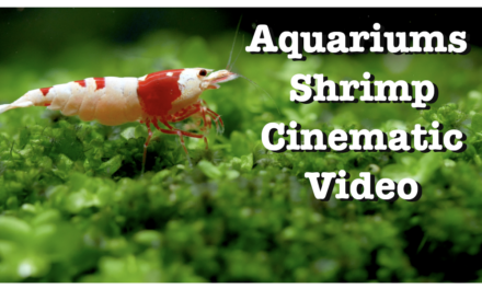 Shrimp Cinematic Video
