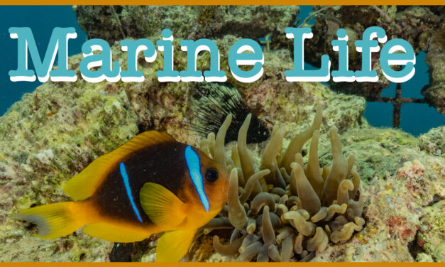 Marine Life Cinematic Video