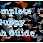 🐠 Complete Guppy Fish Guide 🐠