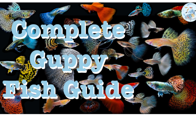 🐠 Complete Guppy Fish Guide 🐠