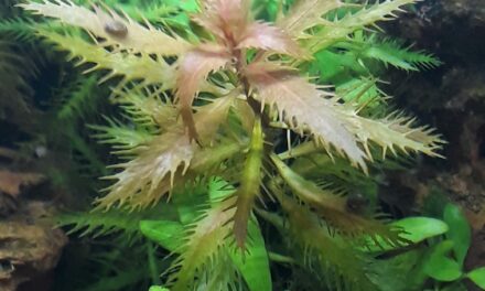 The Beauty of The Mermaid Weed Aqua Plant