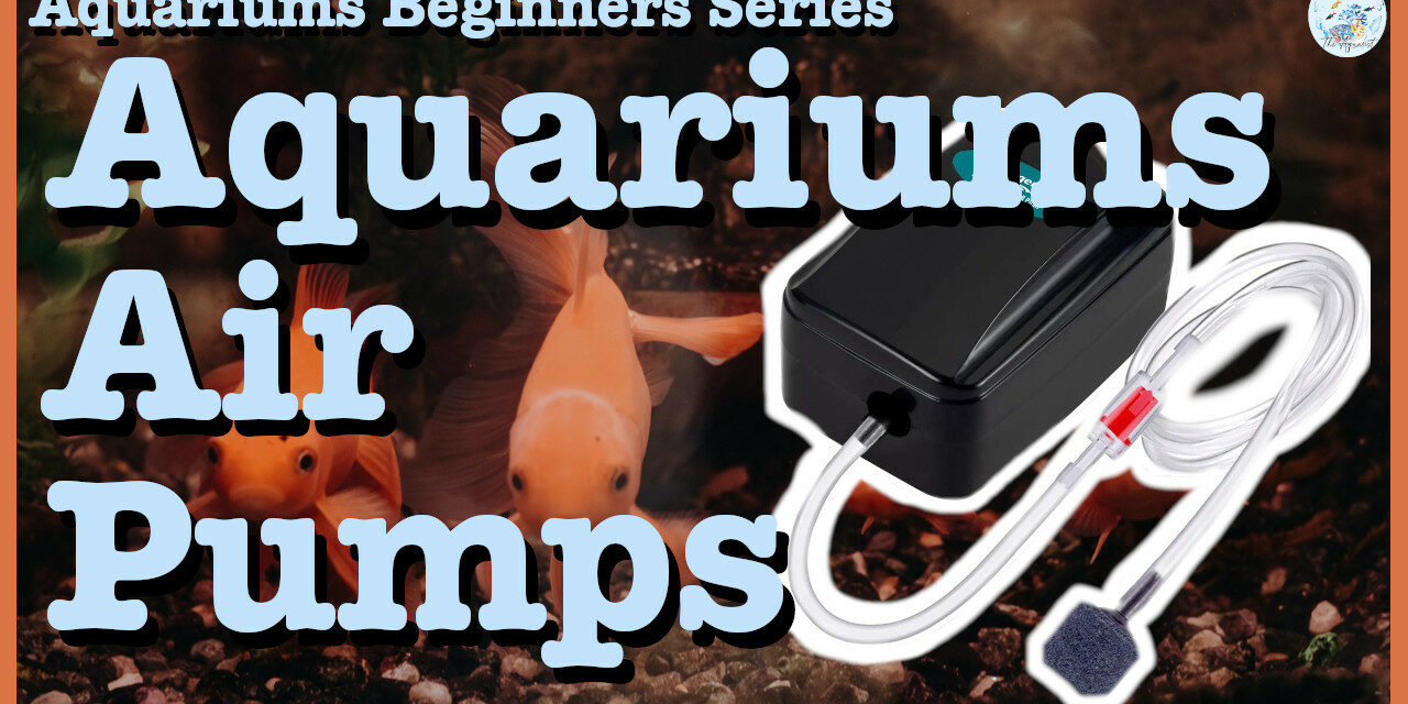 ☁️ Aquariums Air Pumps | Aquariums Beginners Series | Episode 004 ☁️