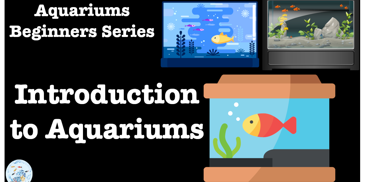 Aquariums Beginners Series | 001 | Introduction To Aquariums