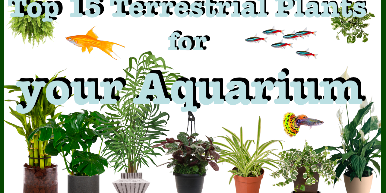 Top 15 Terrestrial Plants for Your Aquarium Tank