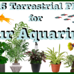 Top 15 Terrestrial Plants for Your Aquarium Tank