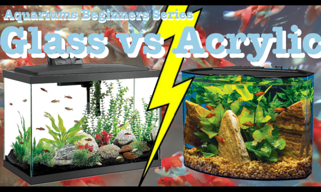 🐟 Aquarium Tanks Glass versus Acrylic | Aquariums Beginners Guide Series | Episode 002 🐠