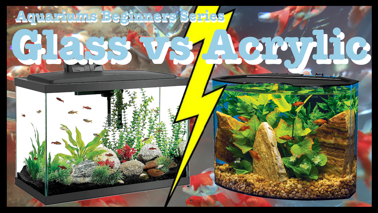 🐟 Aquarium Tanks Glass versus Acrylic Aquariums Beginners Guide