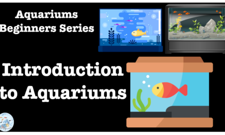 Aquariums Beginners Series | 001 | Introduction To Aquariums