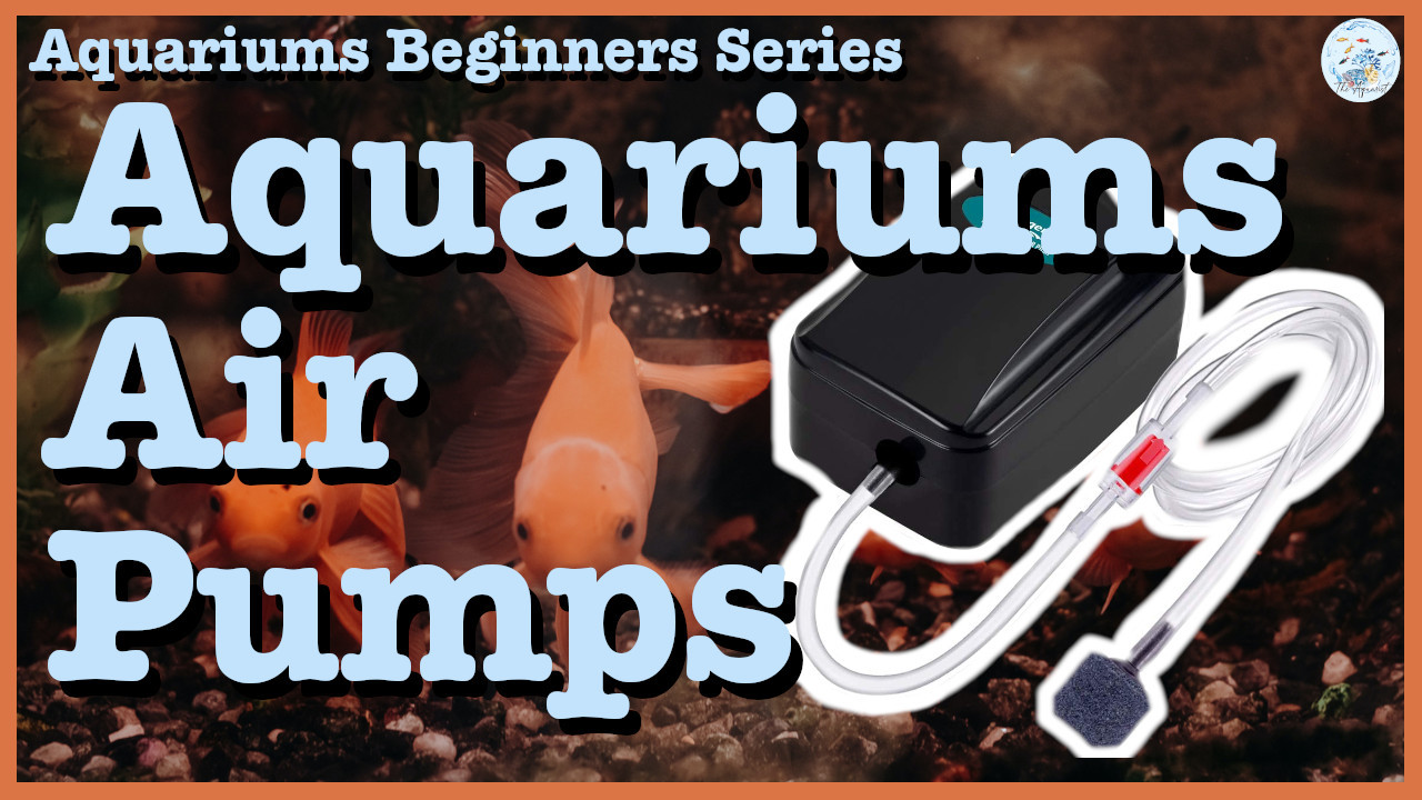 ☁️ Aquariums Air Pumps Aquariums Beginners Series Episode 004 ☁️