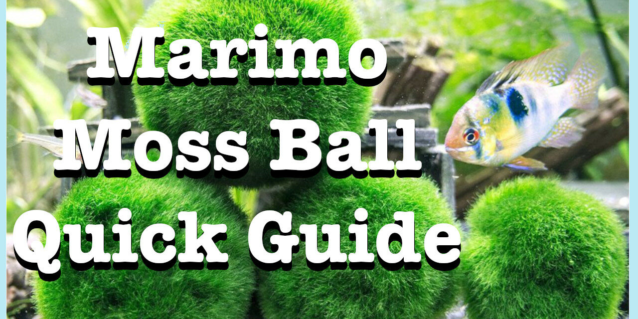 Marimo Moss Balls Quick Guide