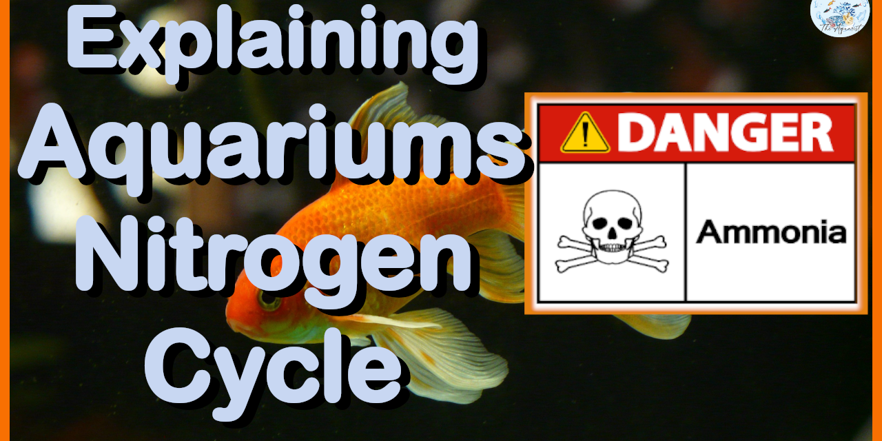 🐠 Explaining Aquariums Nitrogen Cycle | Aquariums Beginners Series | Episode 006 🍀