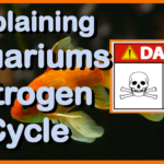 🐠 Explaining Aquariums Nitrogen Cycle | Aquariums Beginners Series | Episode 006 🍀