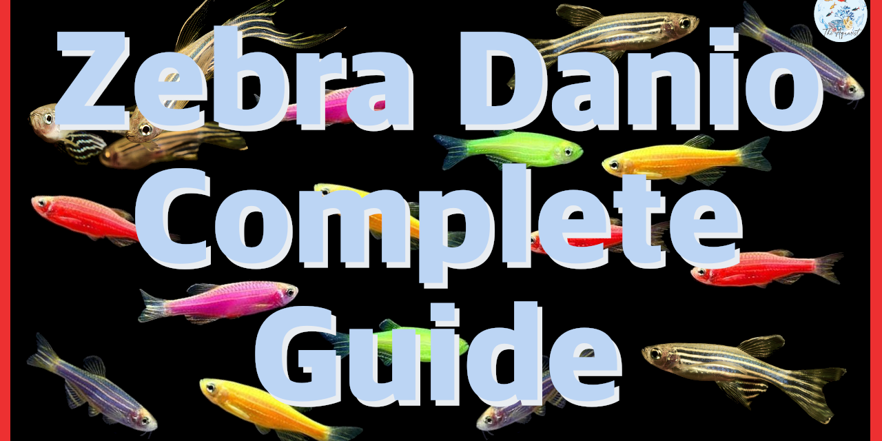 🐟 Zebra Danio | Complete Guide 🐟