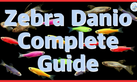 🐟 Zebra Danio | Complete Guide 🐟