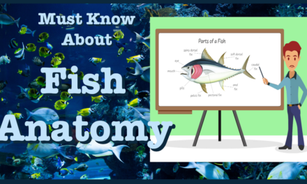 🐠 Must Know About The Fish Anatomy 🐠