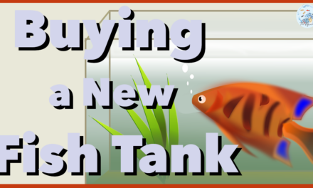 🐠🌿 Buying a New Fish Tank | Aquariums Beginners Series | Episode 007 🍀🐟