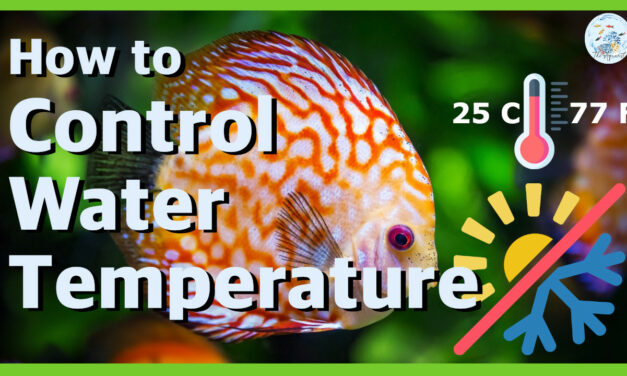 🚦 Aquarium Water Temperature & How to control | Aquariums Beginners Series | Episode 007🚦