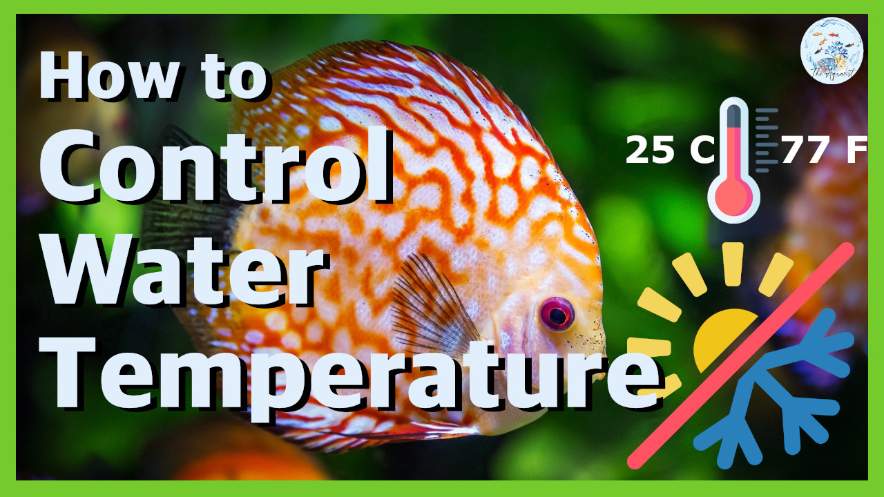 🚦 Aquarium Water Temperature & How to control Aquariums Beginners