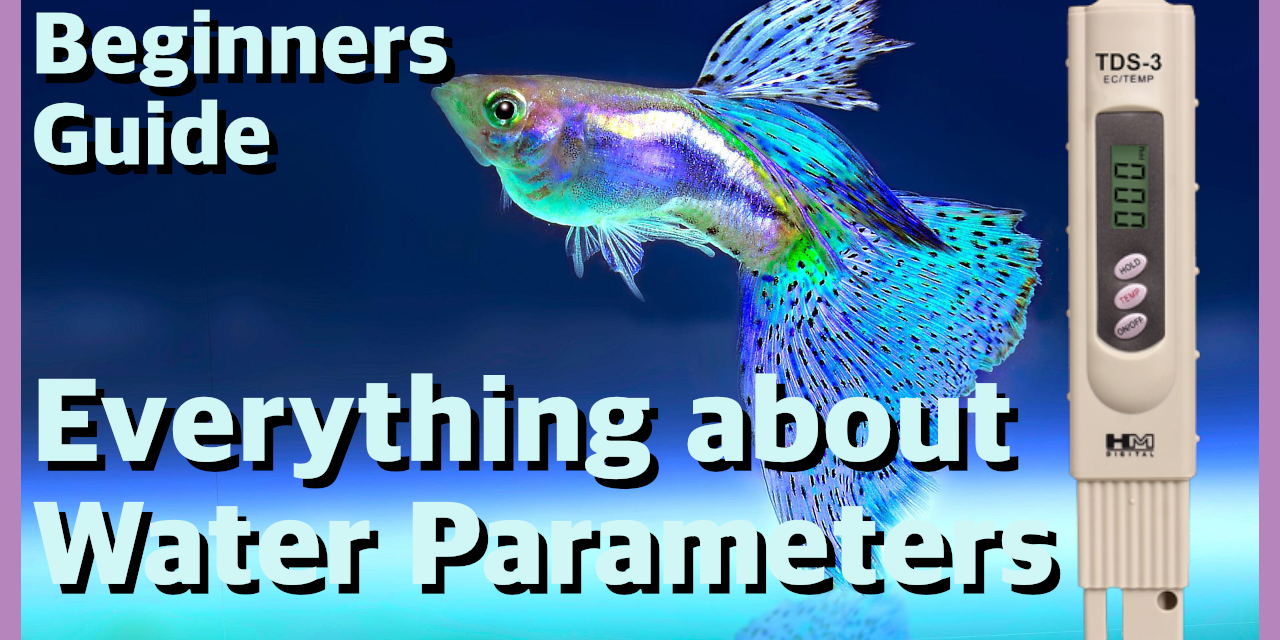 💦 Beginner’s Guide to Water Parameters 💦