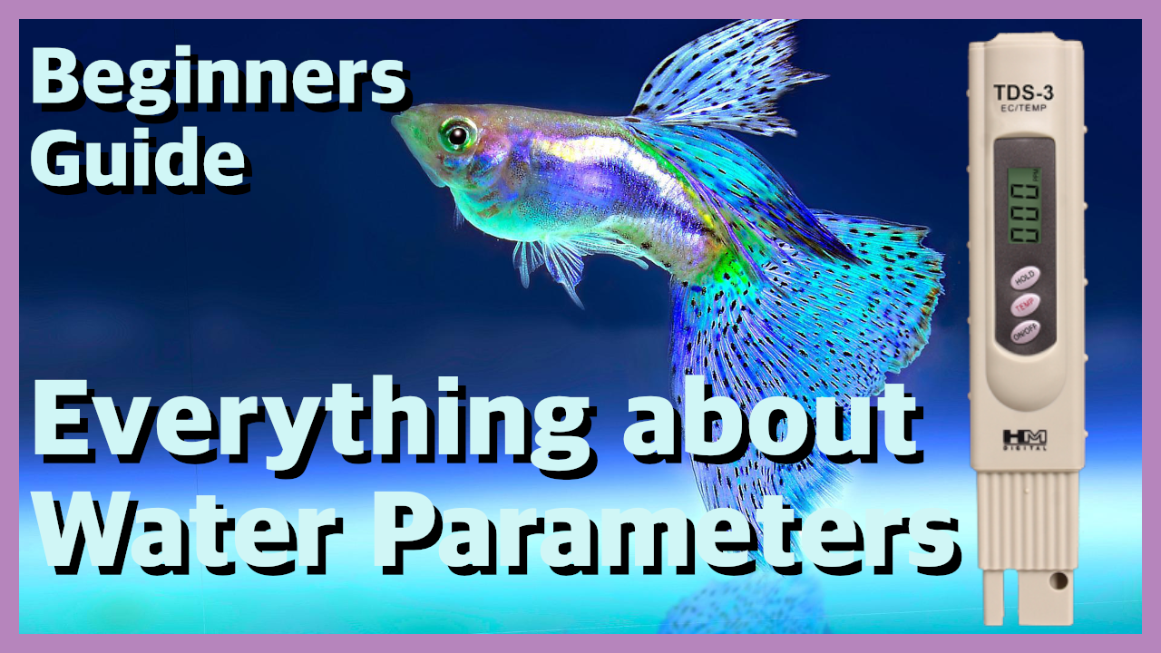 💦 Beginner's Guide to Water Parameters 💦 The Aquarist Guide