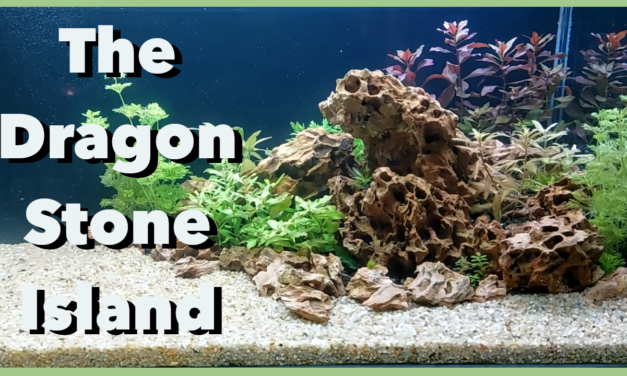 🪨 The Dragon Stone Island Aquascape 🪨