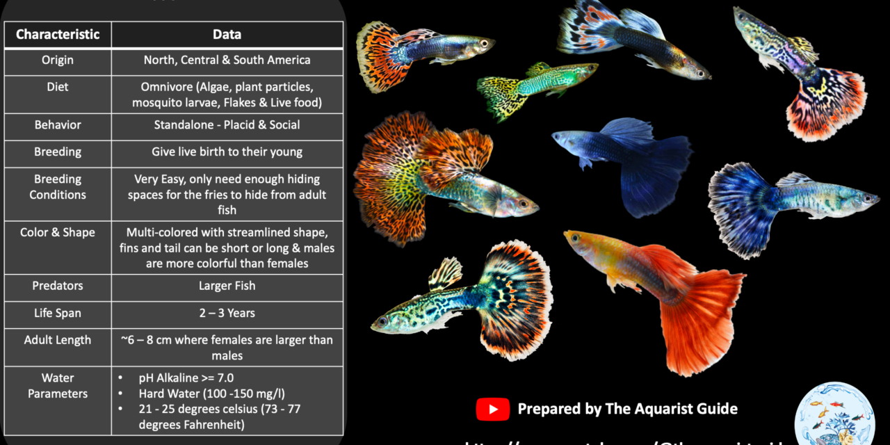 The Guppy Fish Profile