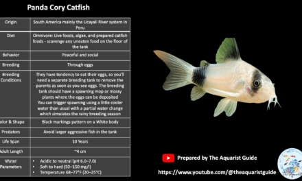 Panda Cory Catfish Fish Profile