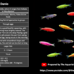 Zebra Danio Fish Profile