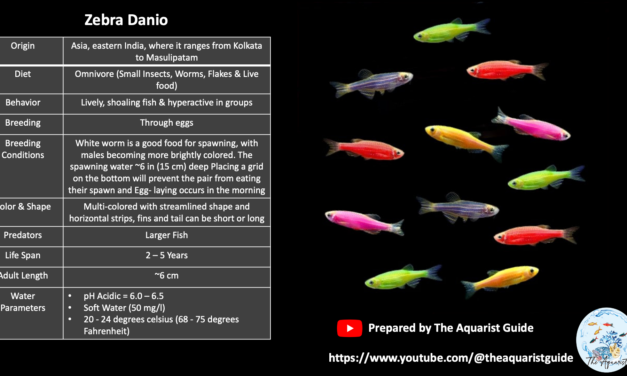 Zebra Danio Fish Profile